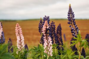 Lupin share price today